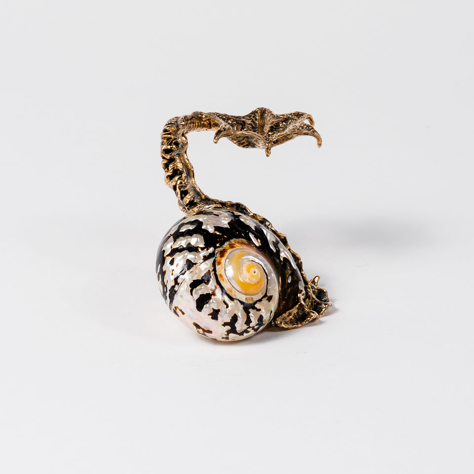 Bronze Snail Hand Red Turban Shell